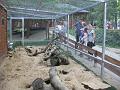 minizoo 37